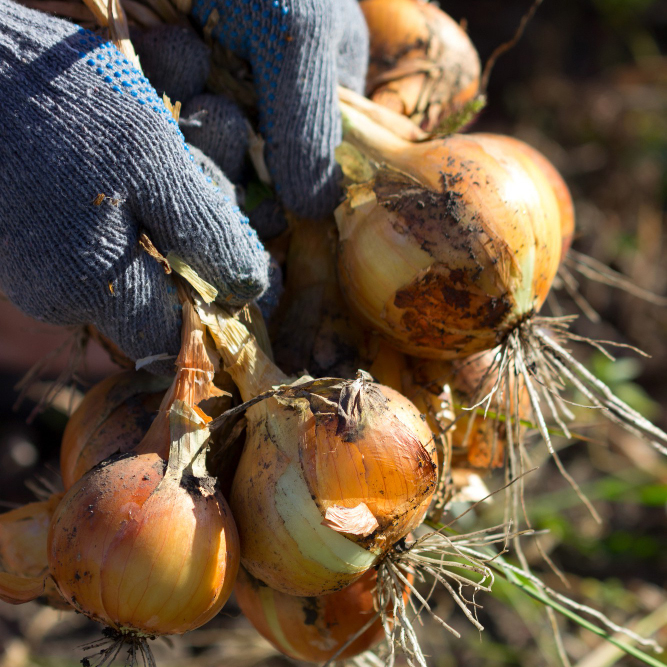 September Harvest: Gathering and Preserving Your Crops