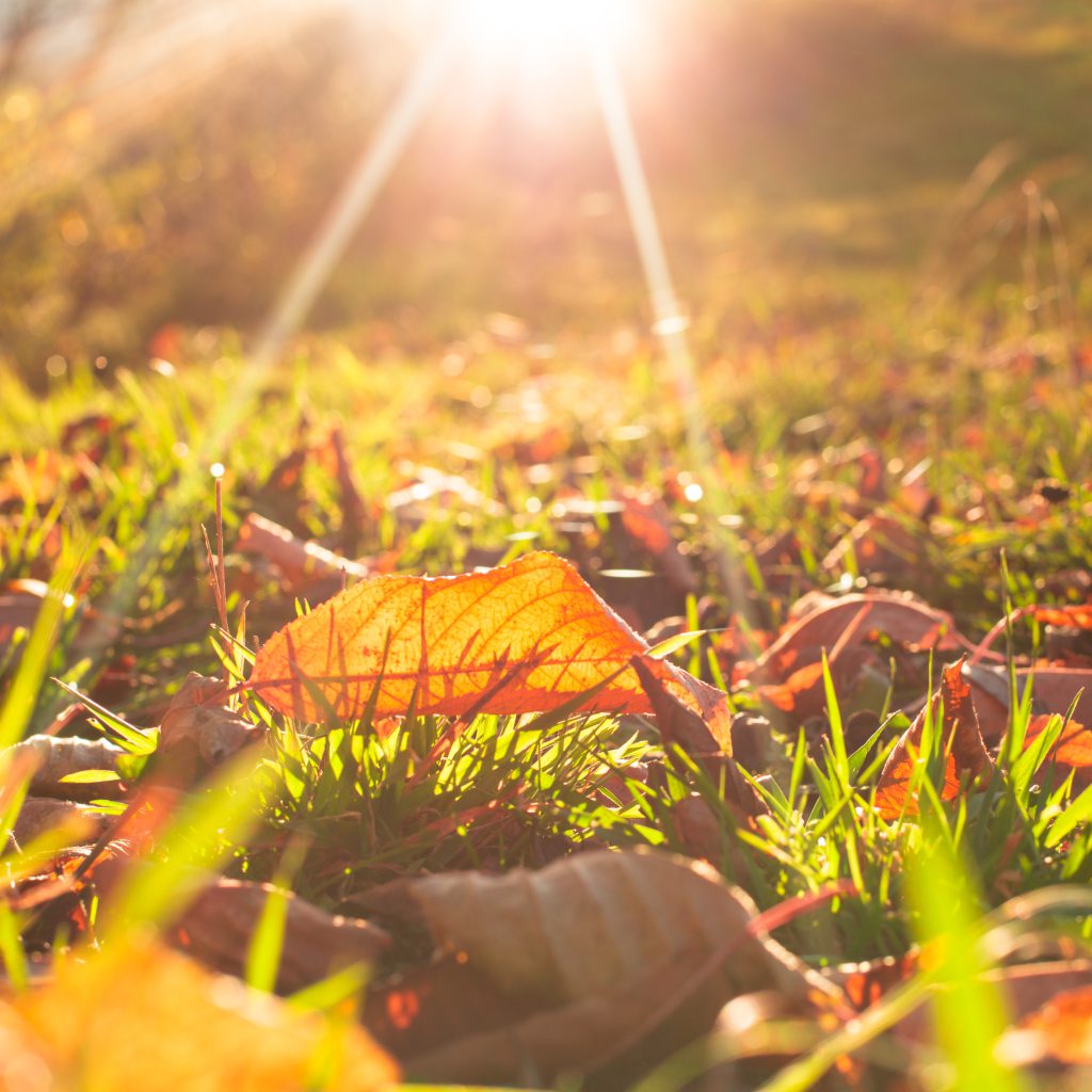 Why Planting in September is a Smart Move for Your Garden