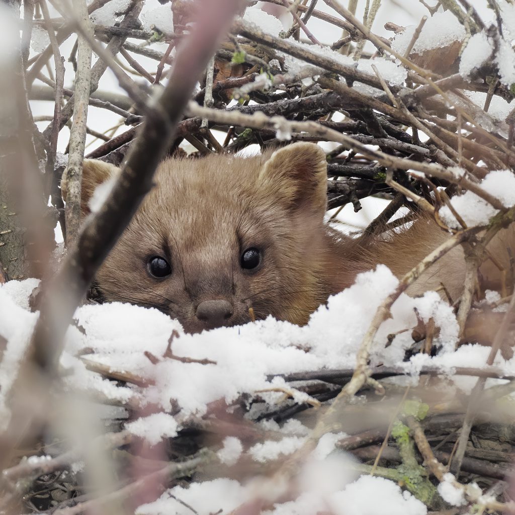 October Wildlife Care: Creating Winter Habitats in Your Garden