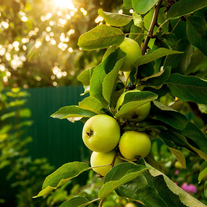 Get a Head Start: Sowing and Planting in October for a Bountiful New Year