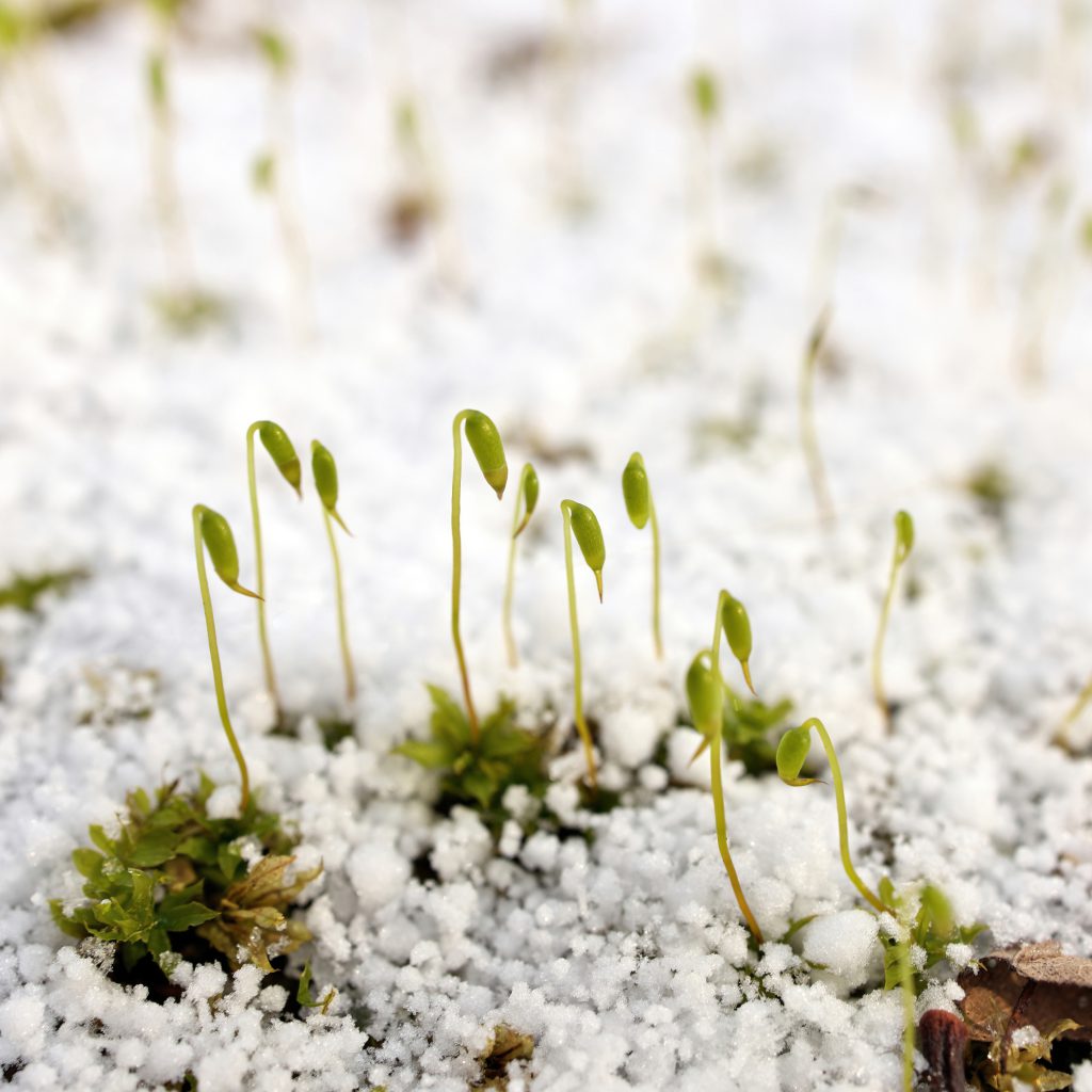 Why December is a Great Time for Sowing: Getting a Head Start on Your Garden