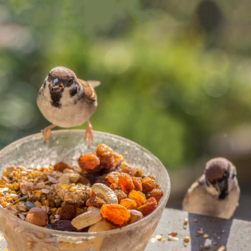 January Wildlife Gardening: Essential Foods to Support Garden Wildlife