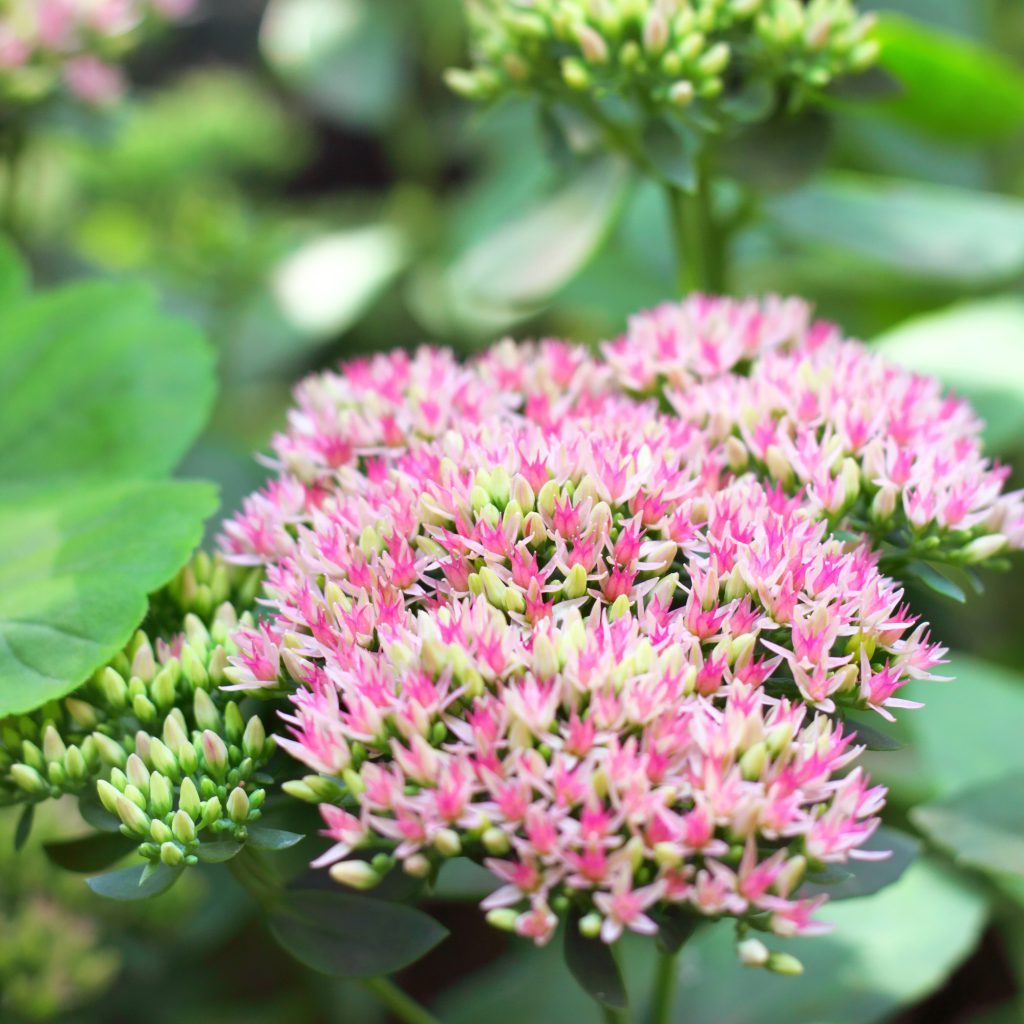 Flowers to Pick in October: Bringing Autumn Beauty Indoors