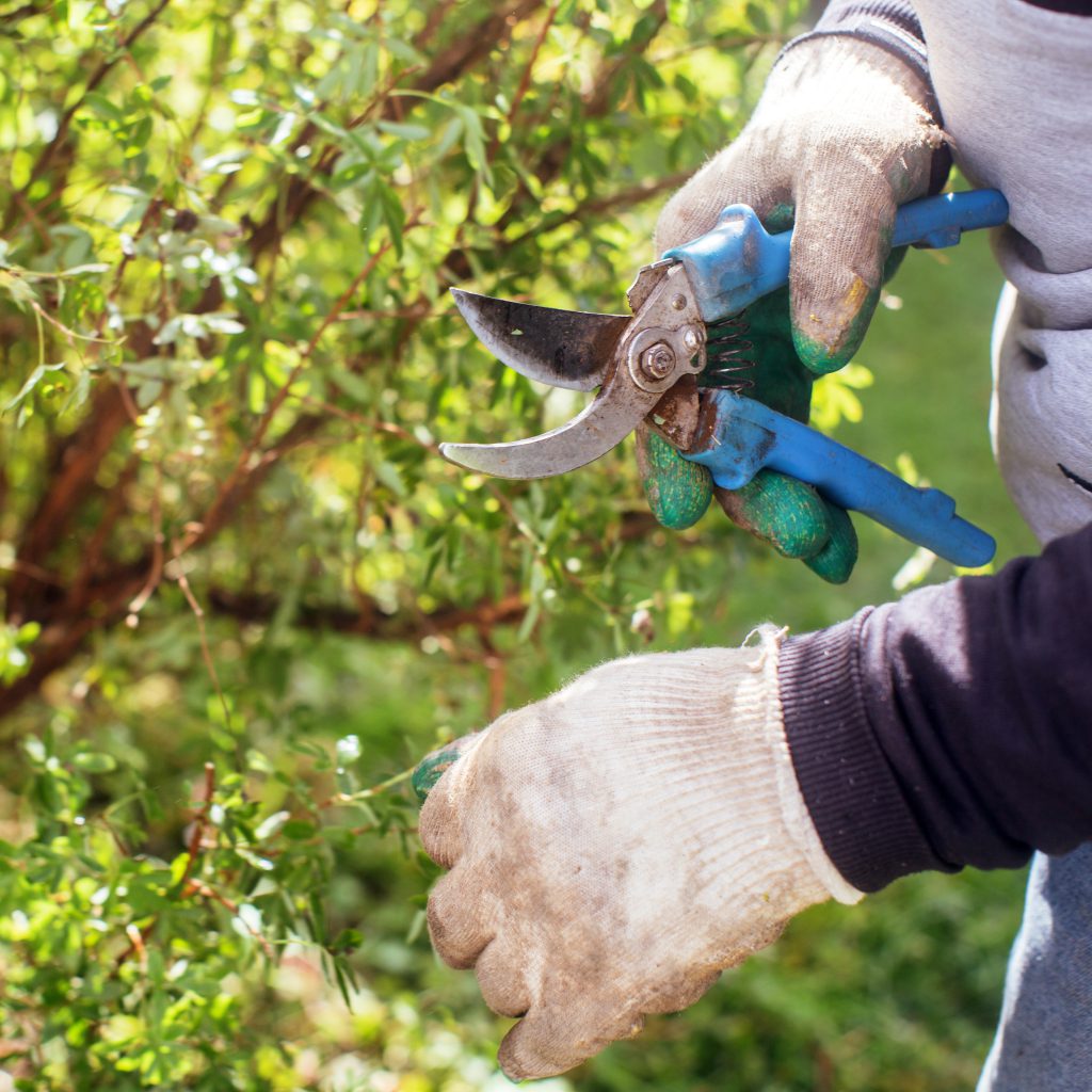 November Gardening Tasks: Planting, Pruning, and Harvesting