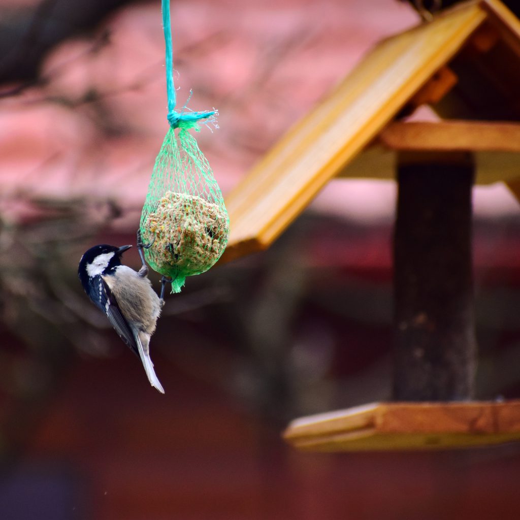 March Wildlife Watch: Supporting Garden Creatures During a Critical Month