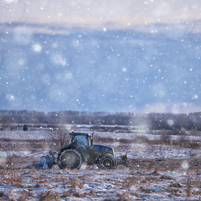 Making the Most of December: Winter Harvests and Bare-Root Planting