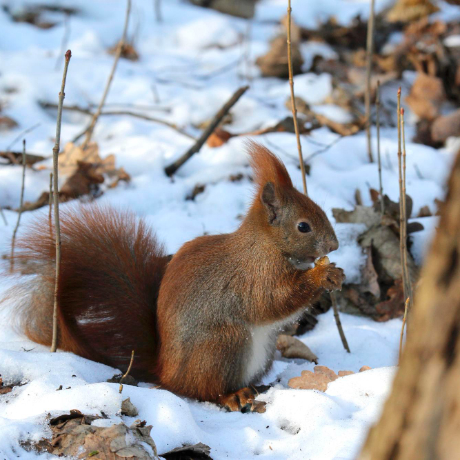 Preparing Your Garden for Winter Wildlife: Essential November Tasks