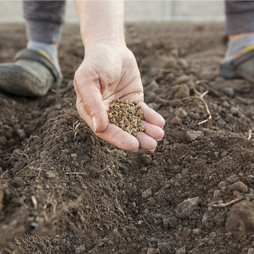 What to Plant in November: Flowers, Vegetables, and Fruits for a Head Start