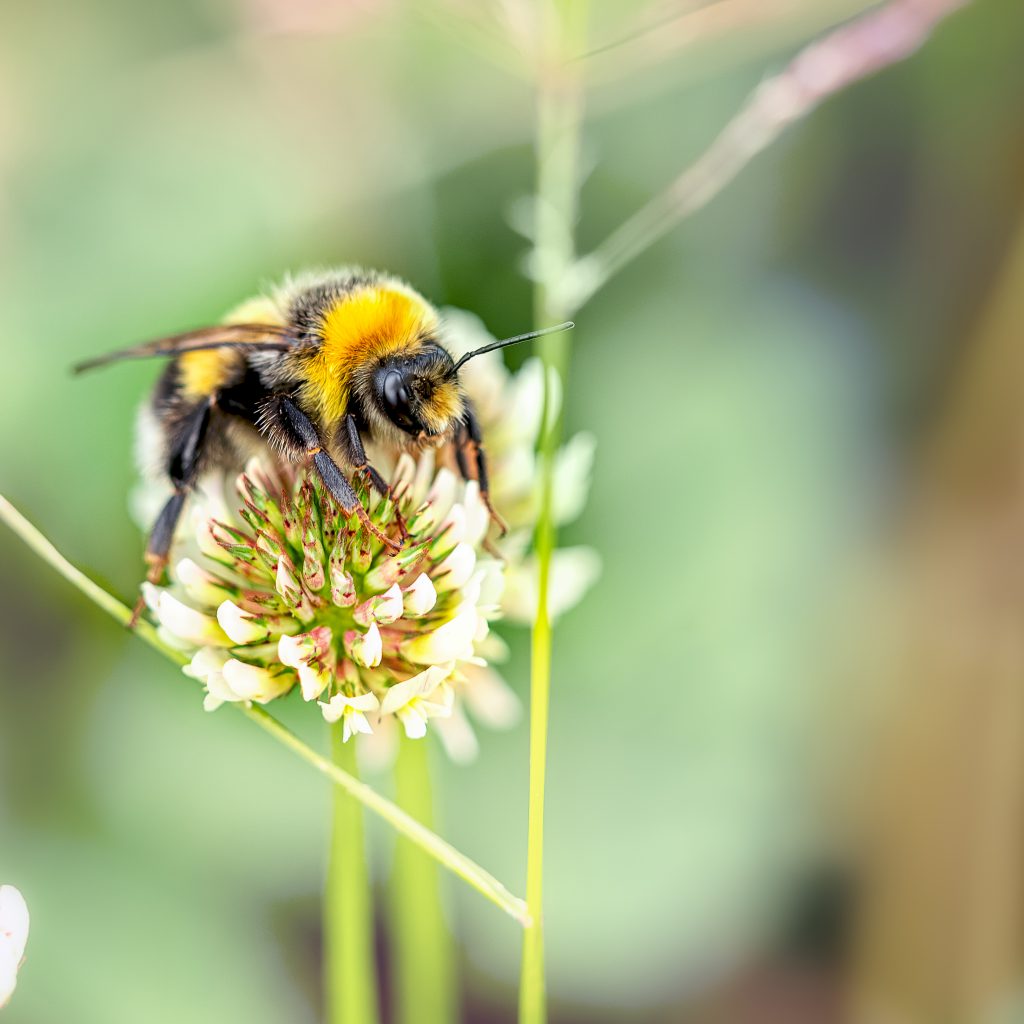 February Wildlife Care: Creating Habitats and Spotting Early Visitors