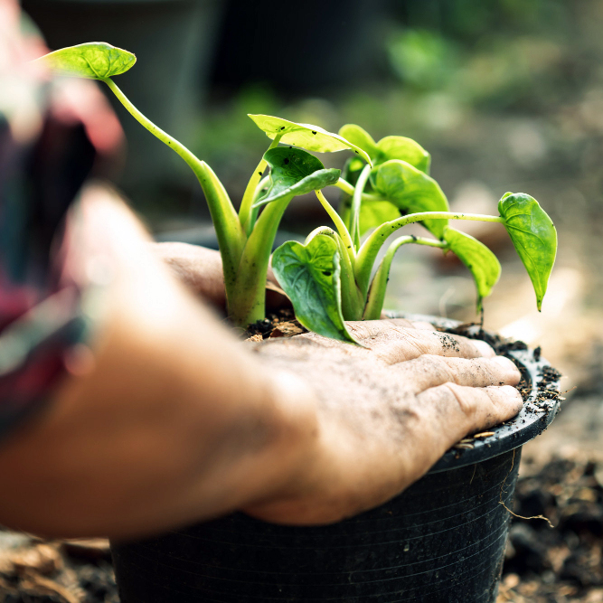 March Sowing Guide: Flowers and Vegetables to Plant for a Bountiful Growing Season