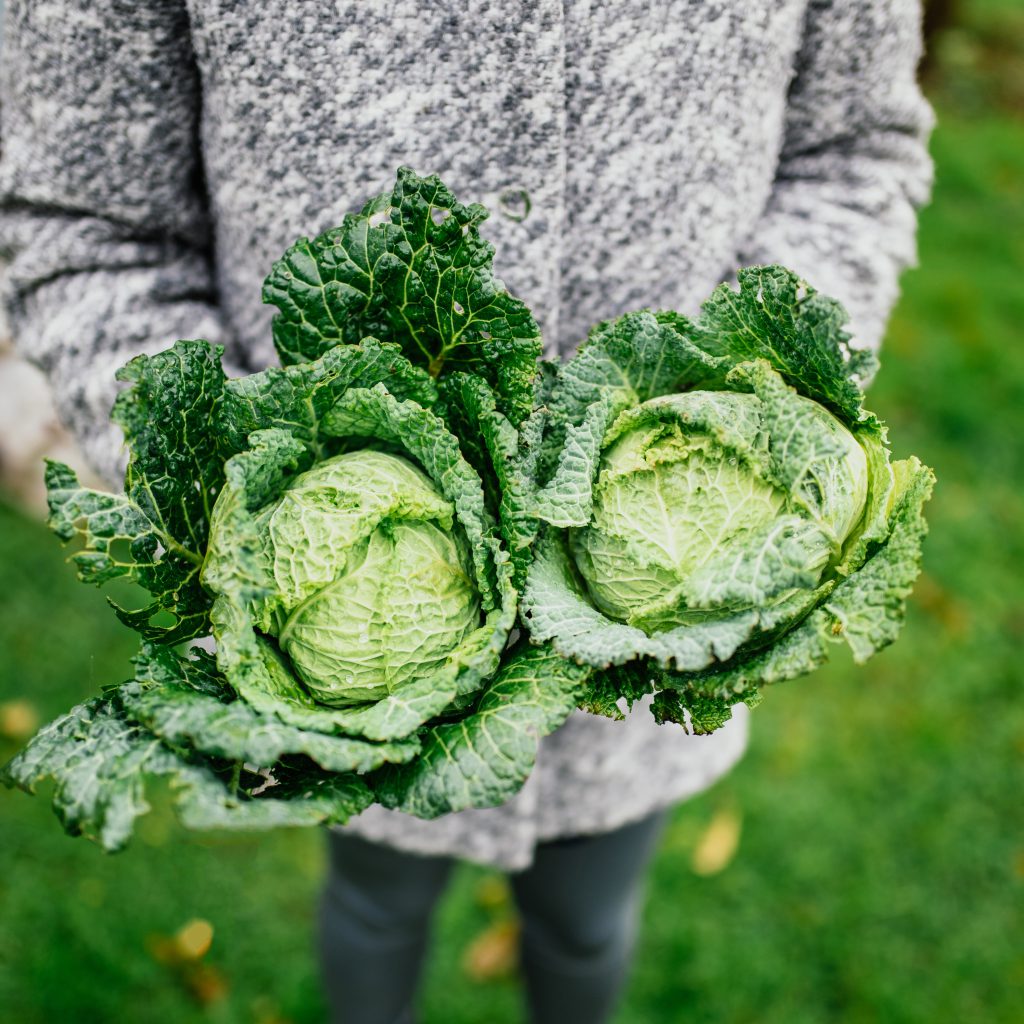 December Gardening: Making the Most of Short Days with Winter Harvests