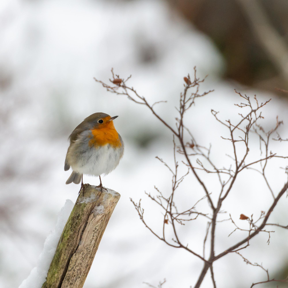 Caring for Garden Wildlife in December: Support and Preparation Tips