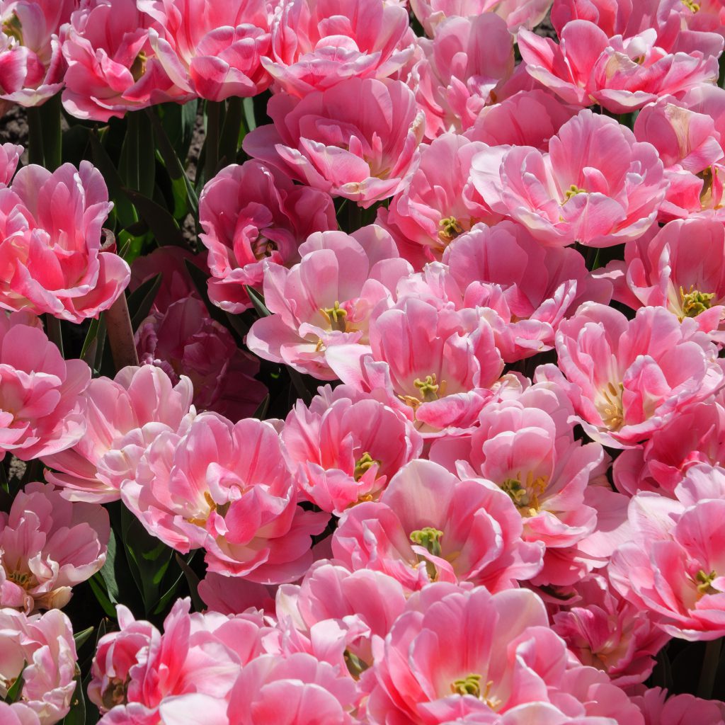 Maximizing May Blooms: Tips for a Vibrant Garden and Long-Lasting Cut Flowers