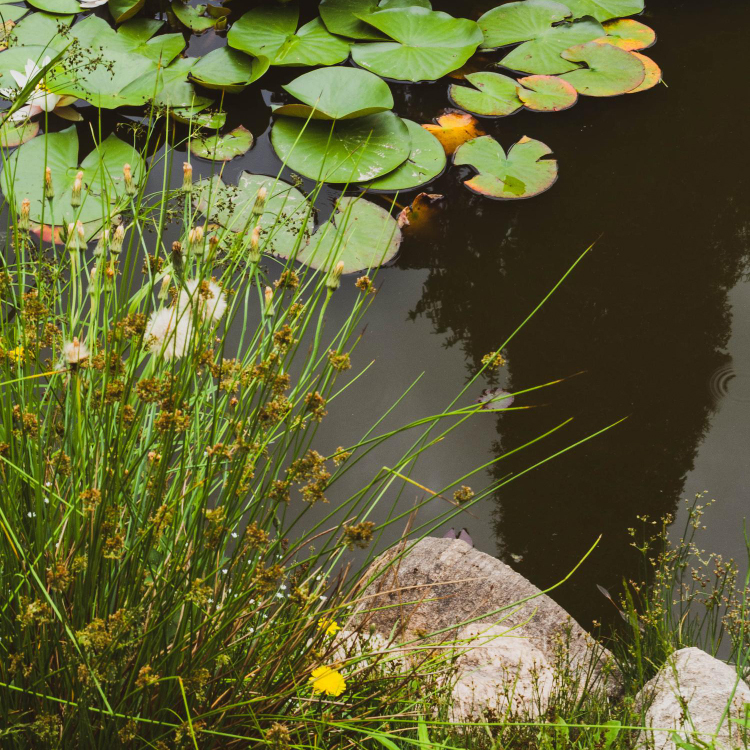 July Wildlife: Supporting the Growth of Young Animals in Your Garden