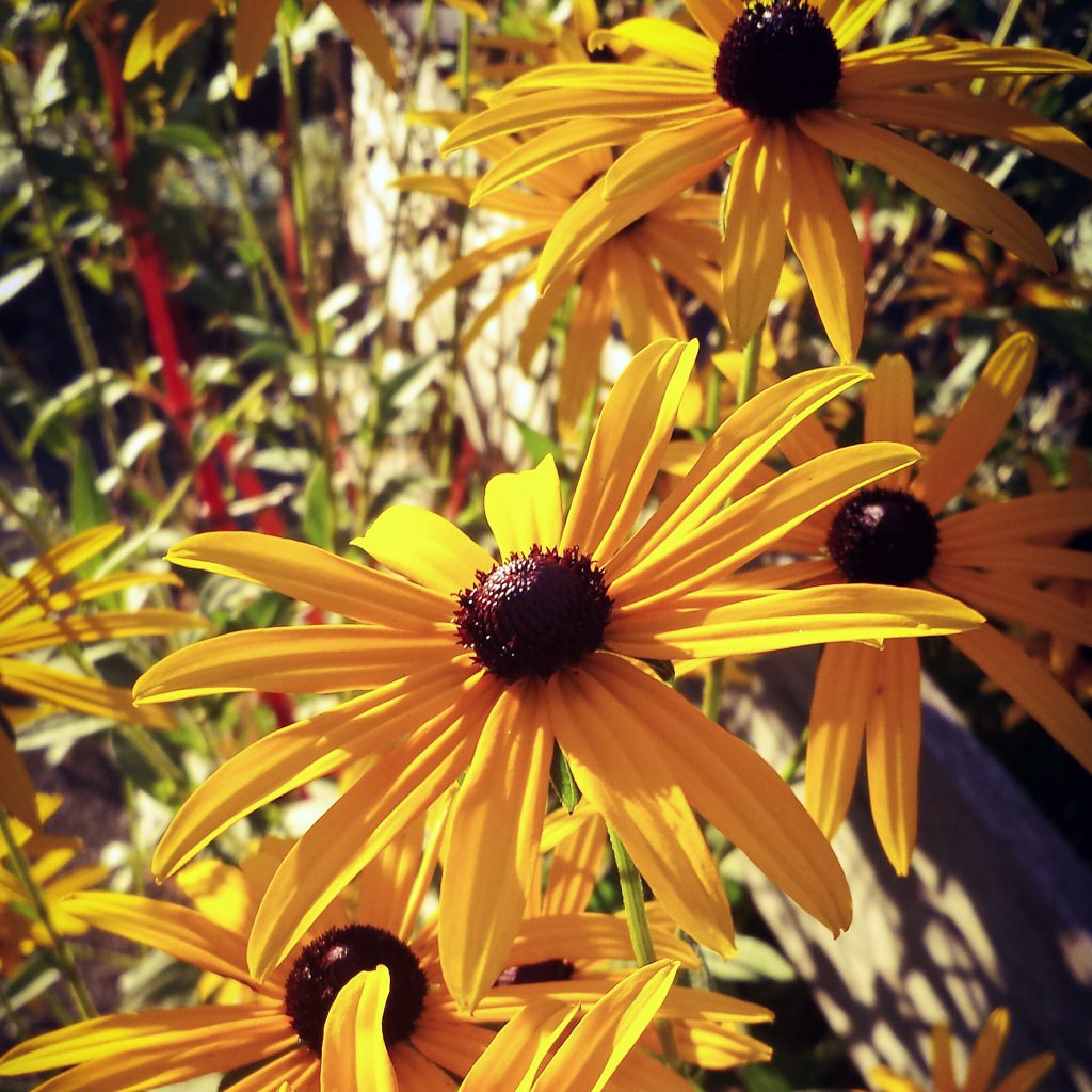 July’s Blooming Beauties: Tips for Choosing and Caring for Summer Perennials