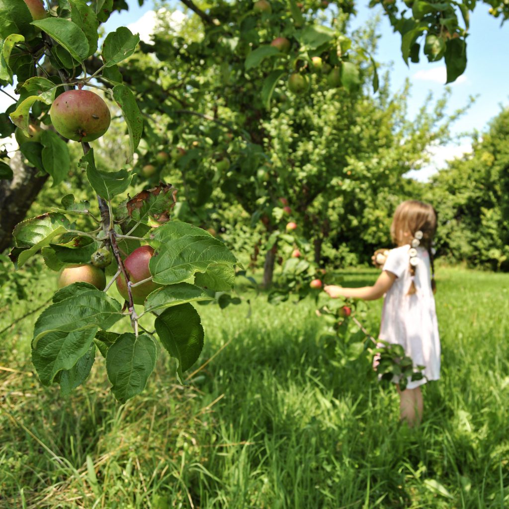 Essential Summer Gardening Tasks: Sowing, Harvesting, Weeding, and Protecting Your Crops