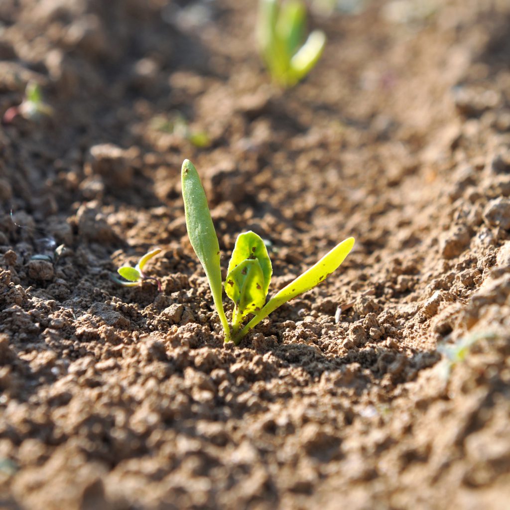 April Allotment Guide: Navigating Sowing, Planting, and Frost Precautions