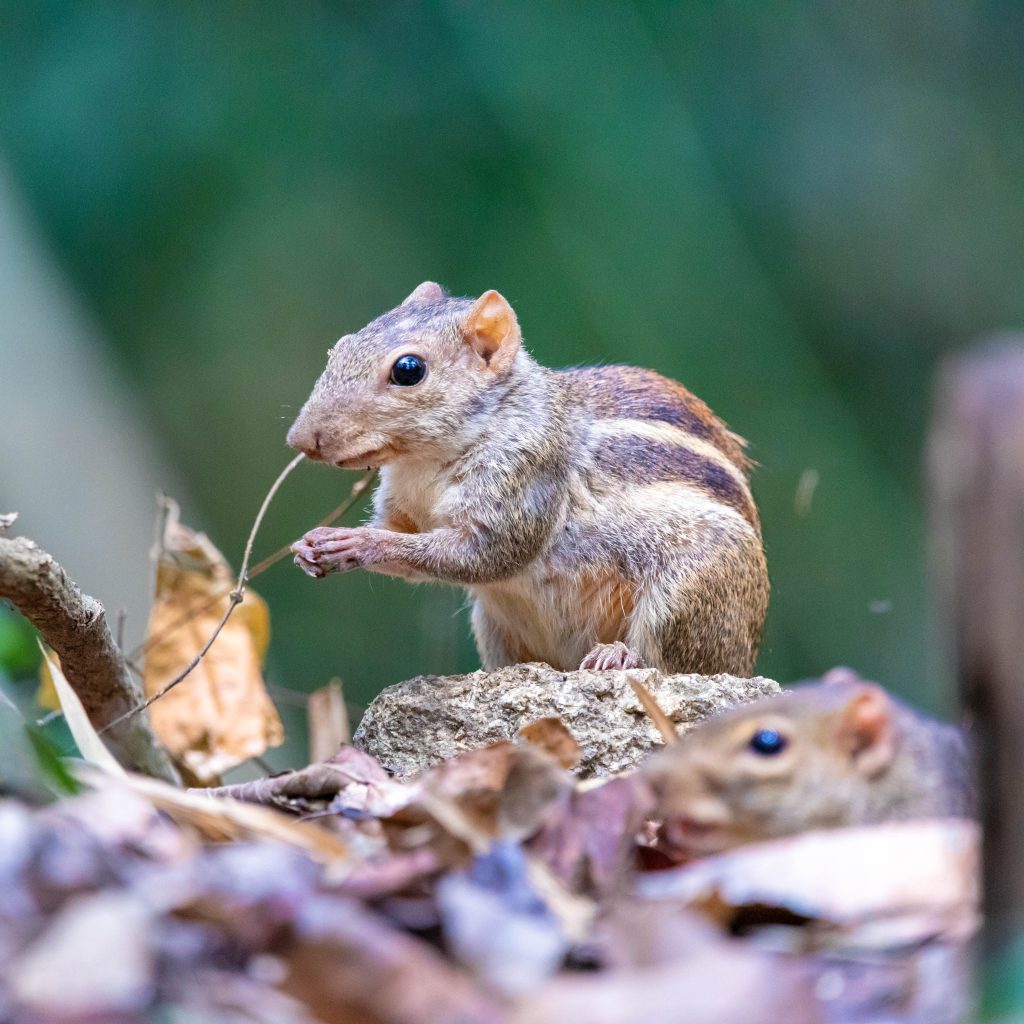 Preparing Your Garden for Nesting and Breeding Wildlife in April