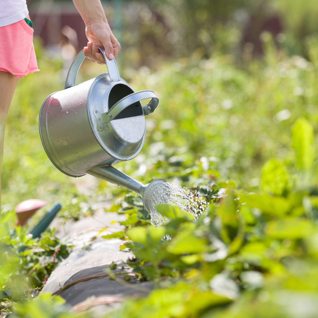 Mastering Watering Techniques: Keeping Your Plants Happy and Thriving