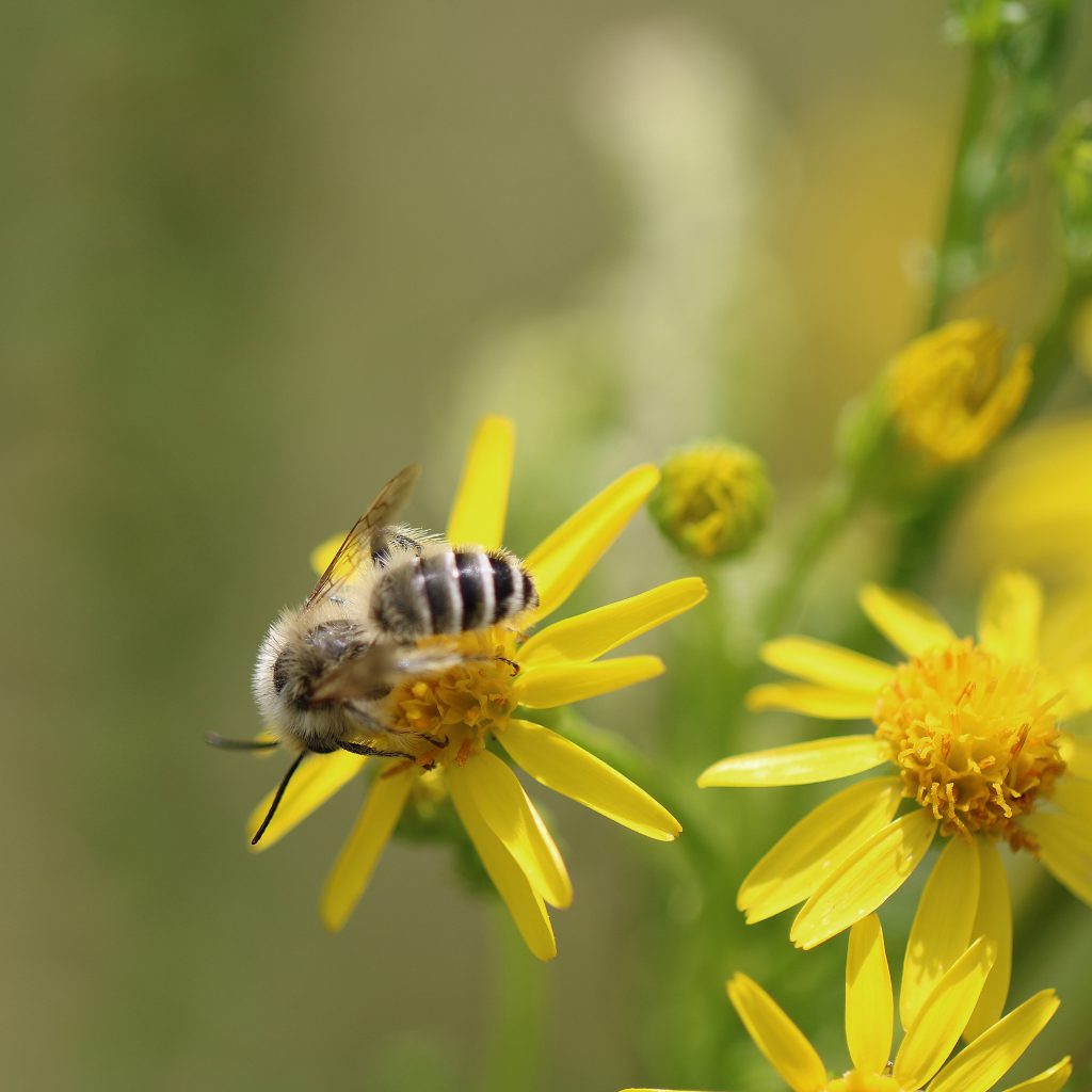 Essential Pollinators in Your Garden: The Tiny Heroes Making a Big Difference