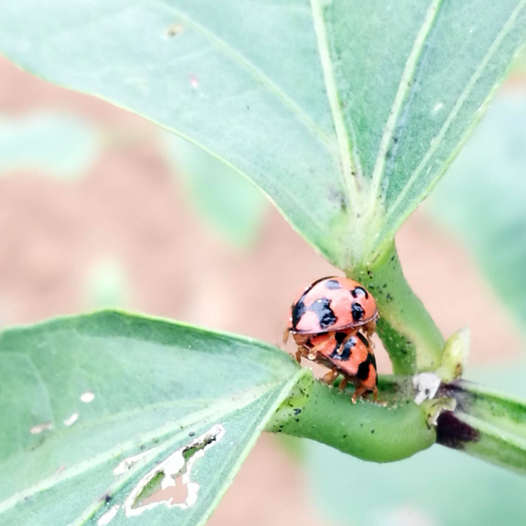 Conquer Garden Pests: Defend Your Gardening Space