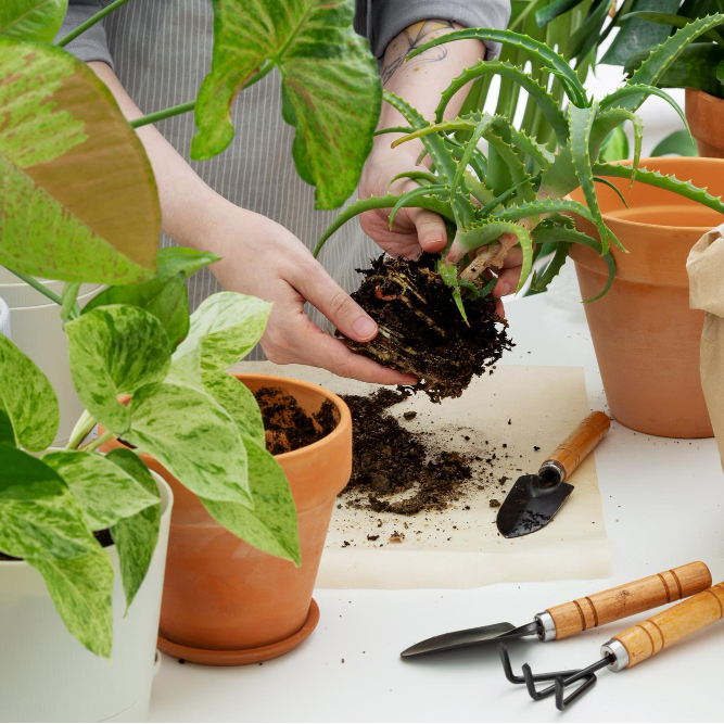 The Art and Science of Companion Planting: Maximizing Garden Health and Yield