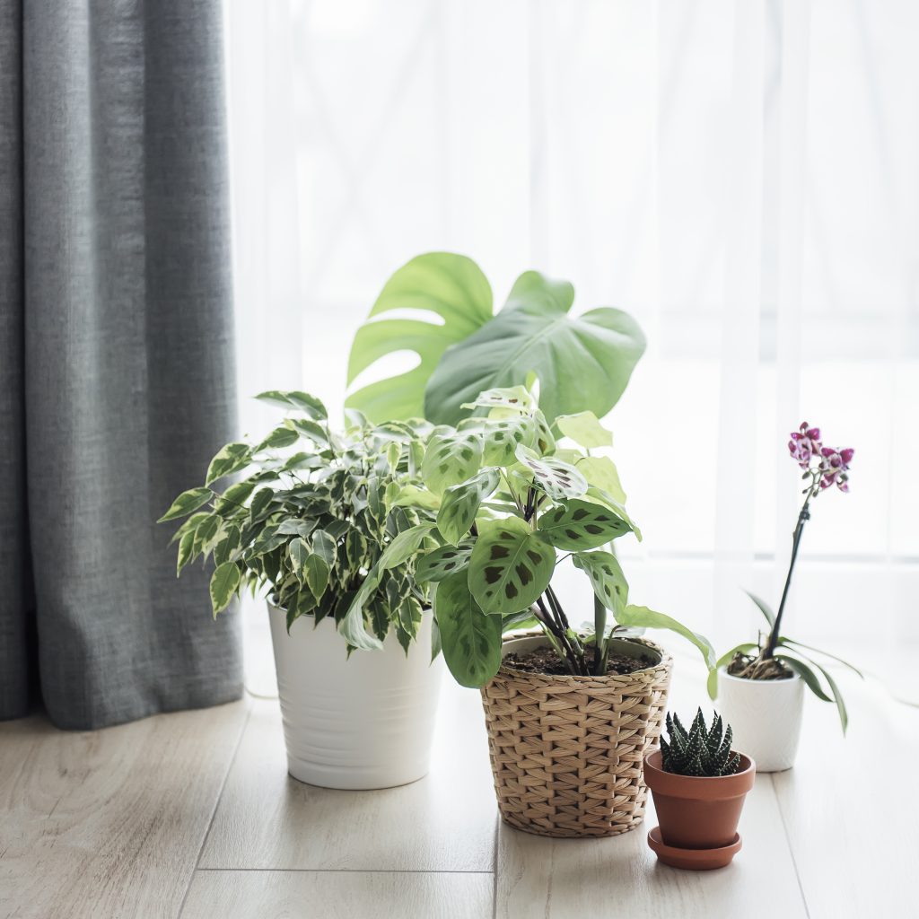 Indoor Plant Trends: A Comprehensive Guide