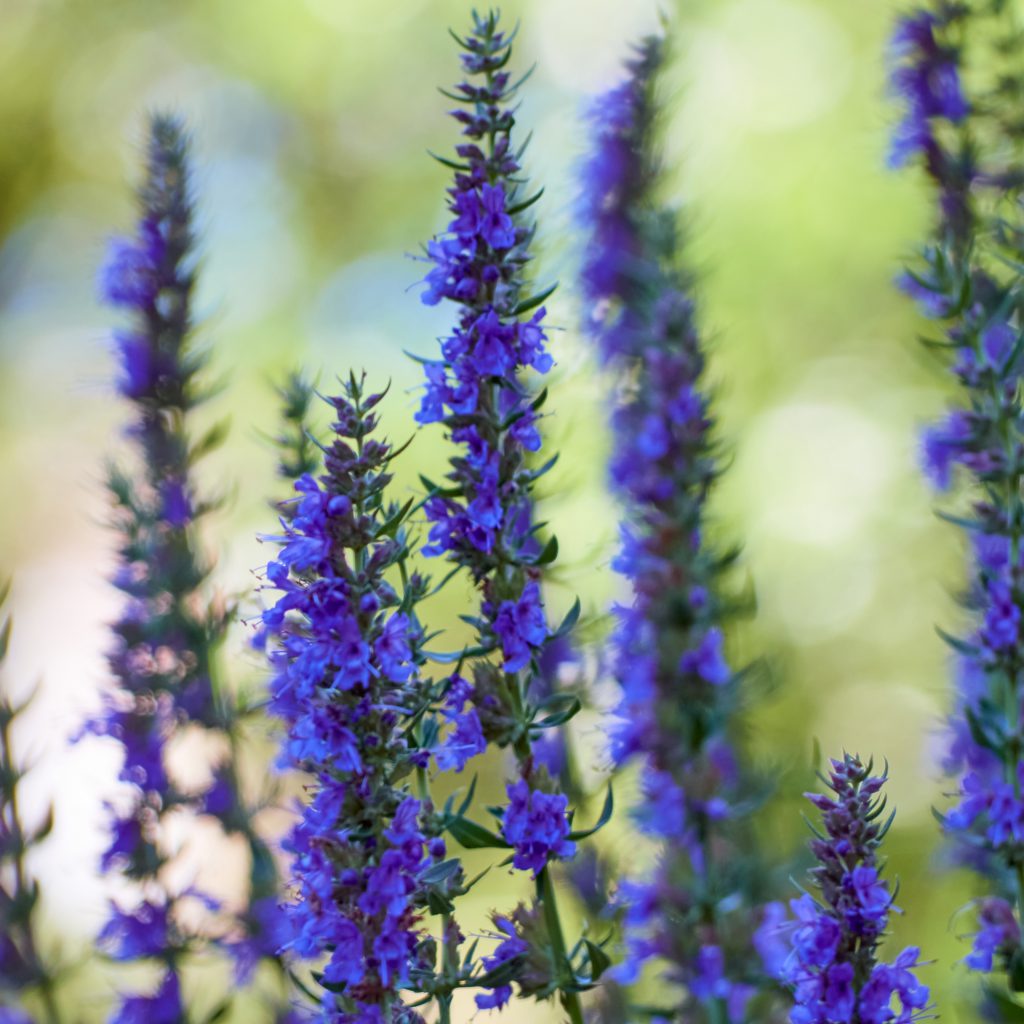 Simple and Easy Herb Growing – Hyssop