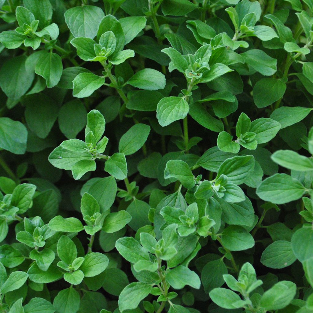 Simple and Easy Herb Growing – Marjoram