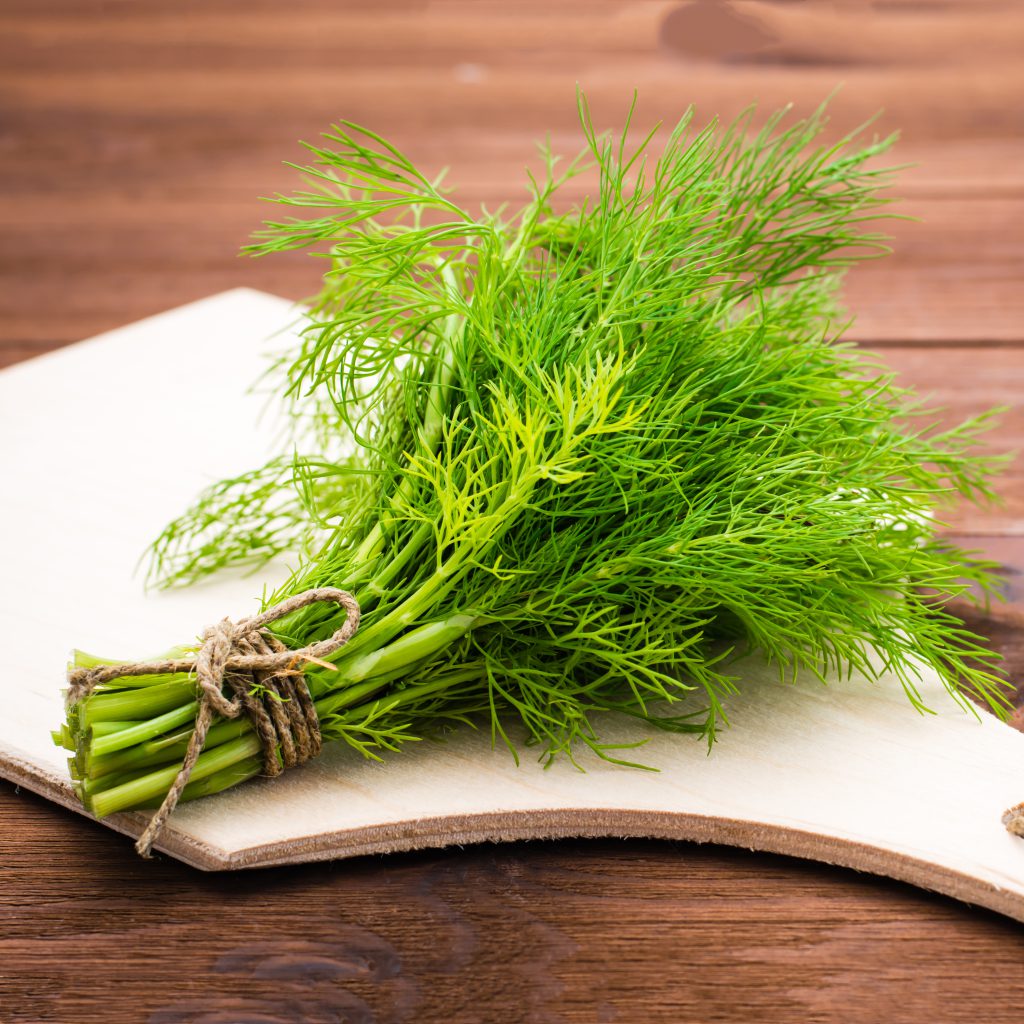 Simple and Easy Herb Growing – Dill