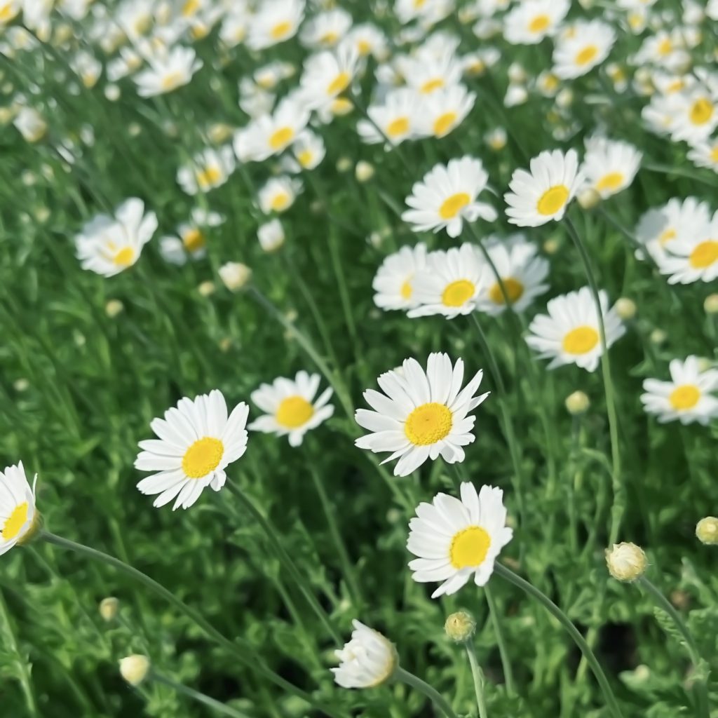 Simple and Easy Herb Growing – Chamomile