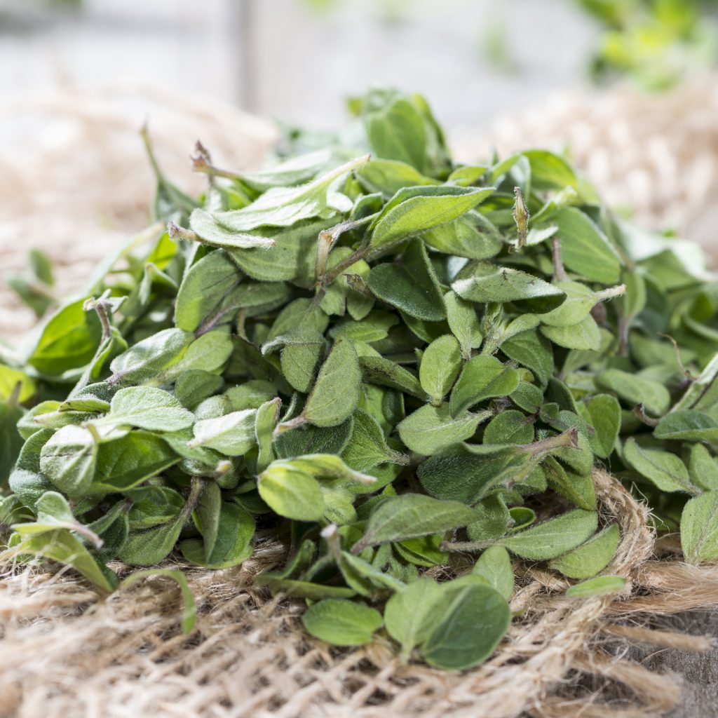 Simple and Easy Herb Growing – Oregano