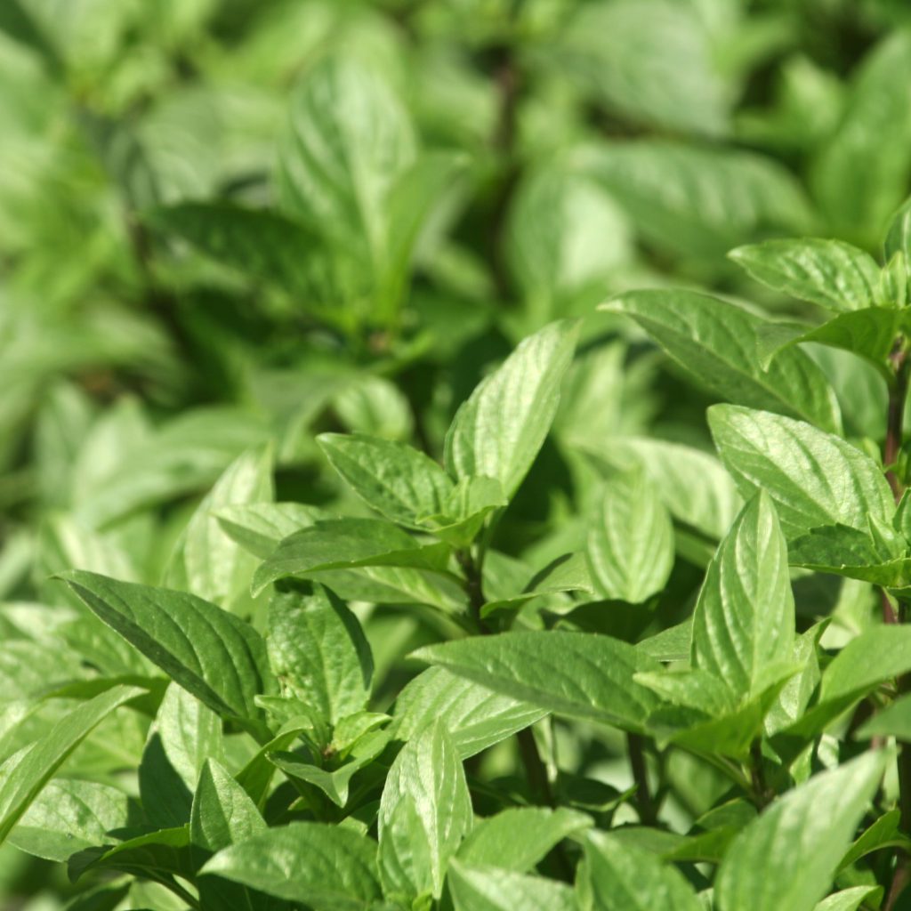 Simple and Easy Herb Growing – Basil