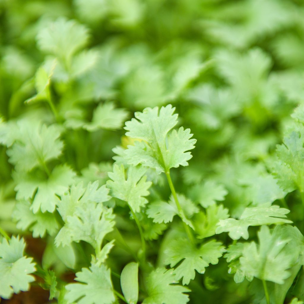 Simple and Easy Herb Growing – Coriander