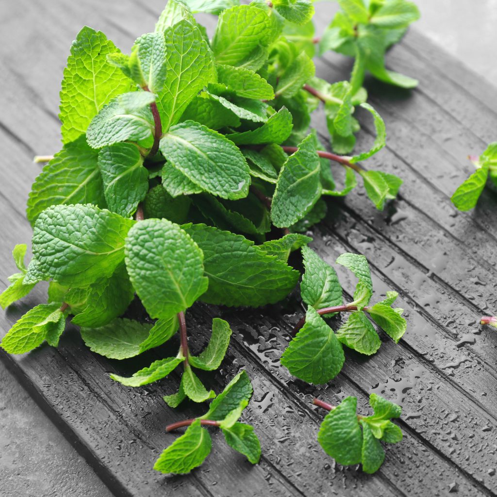 Simple and Easy Herb Growing – Lemon Balm