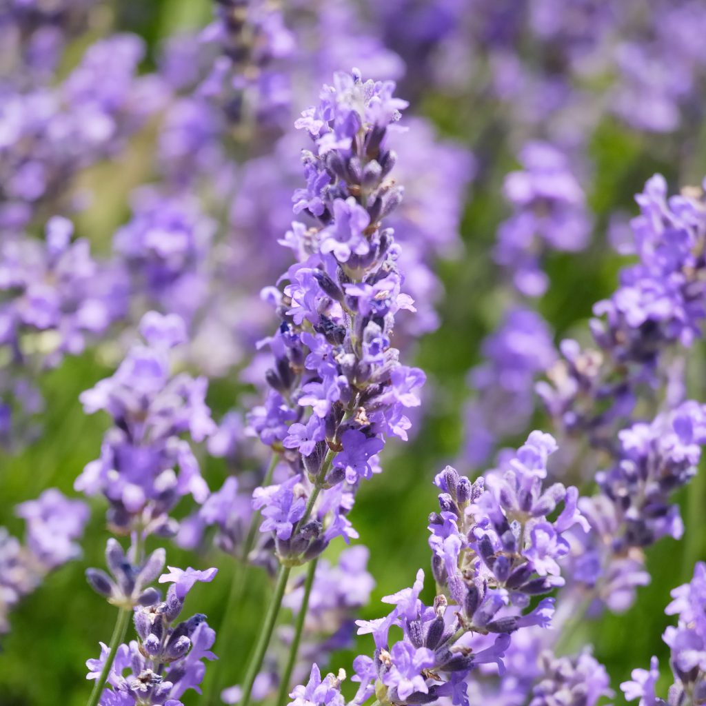 Simple and Easy Herb Growing – Lavender