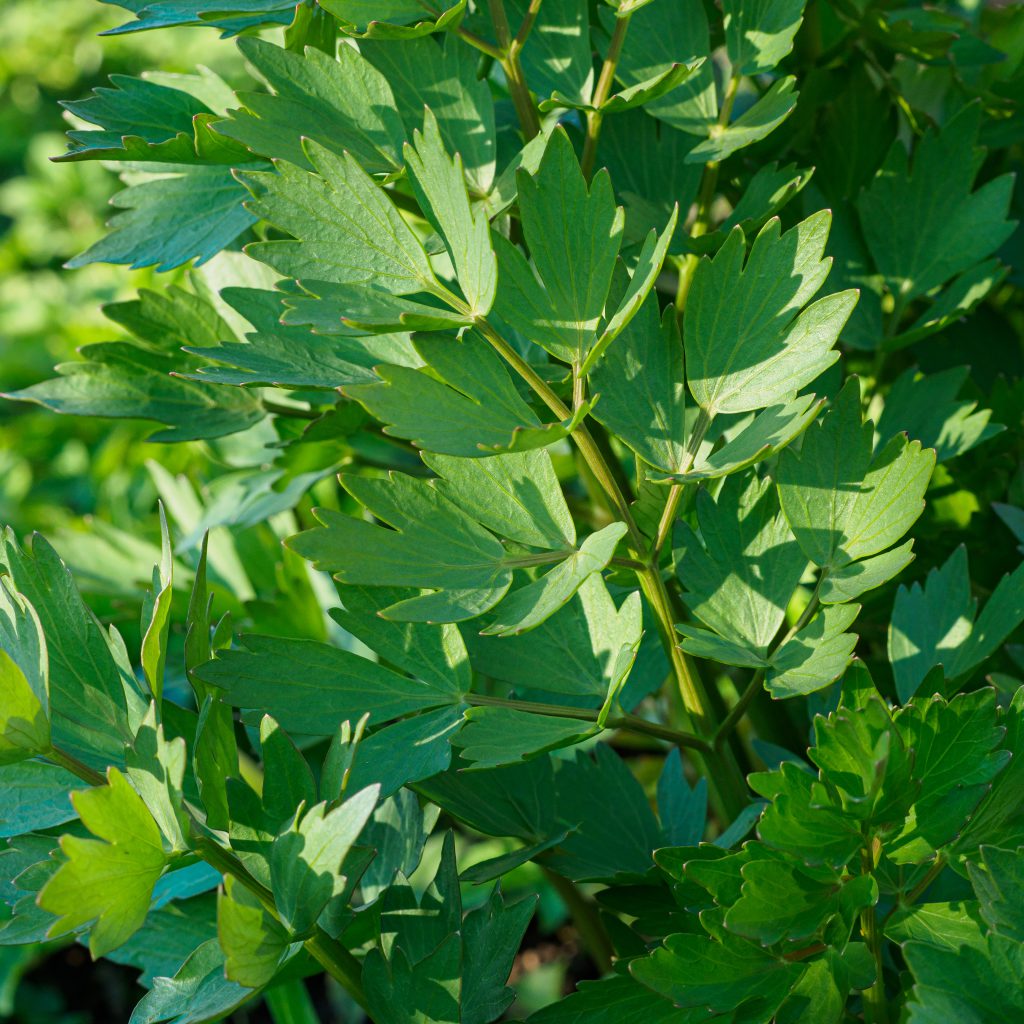 Simple and Easy Herb Growing – Lovage