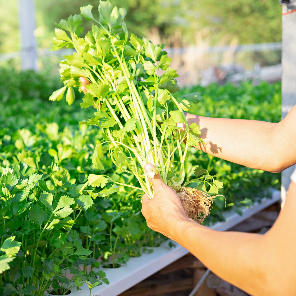 Celery: A Comprehensive Guide to Growing and Harvesting