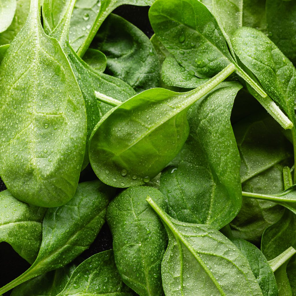 Spinach: A Comprehensive Guide to Growing and Harvesting