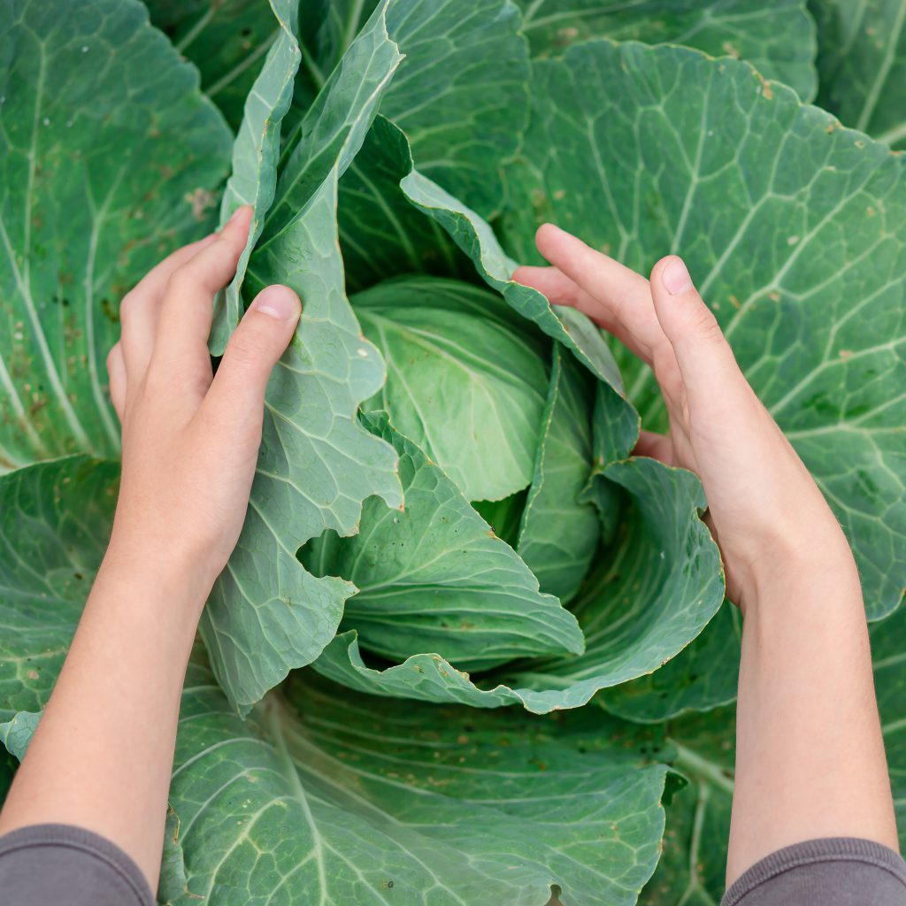 Cabbages: A Comprehensive Guide to Growing and Harvesting