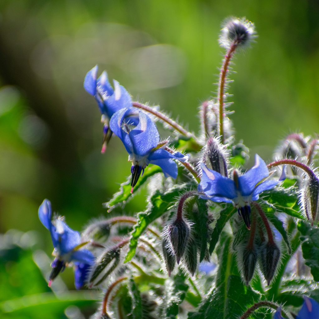 Simple and Easy Herb Growing – Borage