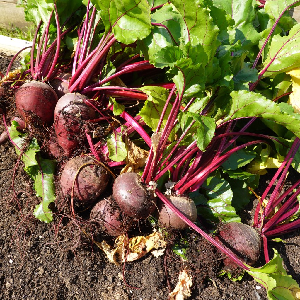 Beetroot: A Comprehensive Guide to Growing and Harvesting