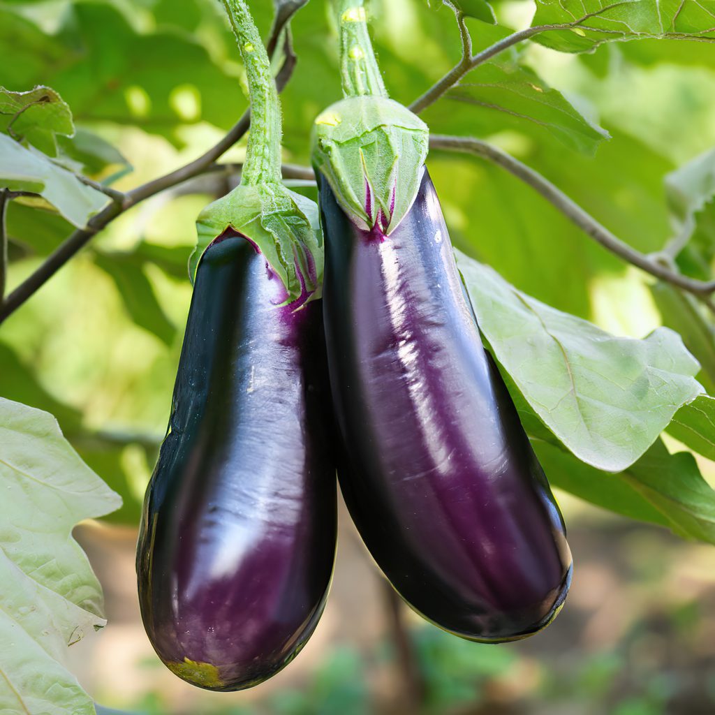 Aubergines: A Comprehensive Guide to Growing and Harvesting