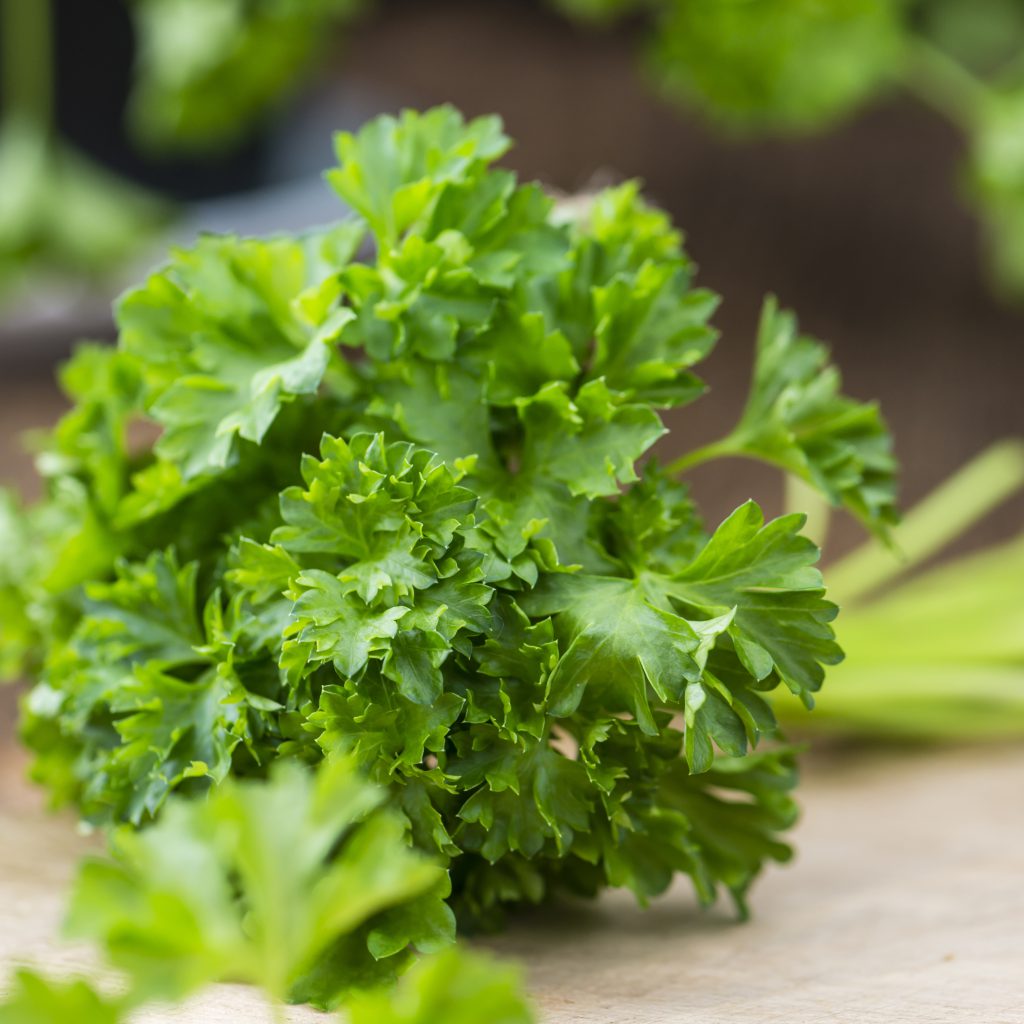 Simple and Easy Herb Growing – Parsley