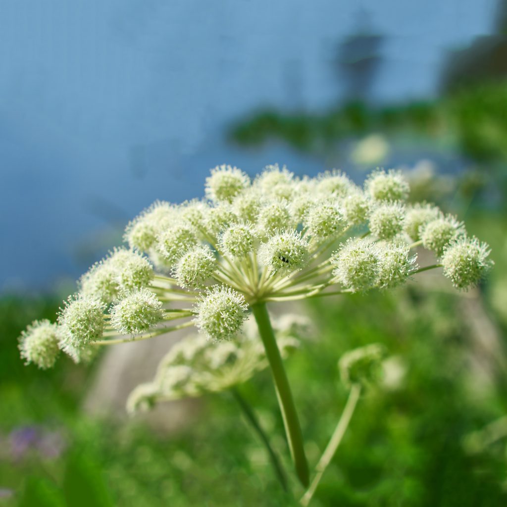 Simple and Easy Herb Growing – Angelica