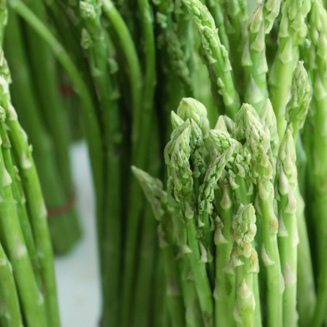 Asparagus: A Comprehensive Guide to Growing and Harvesting