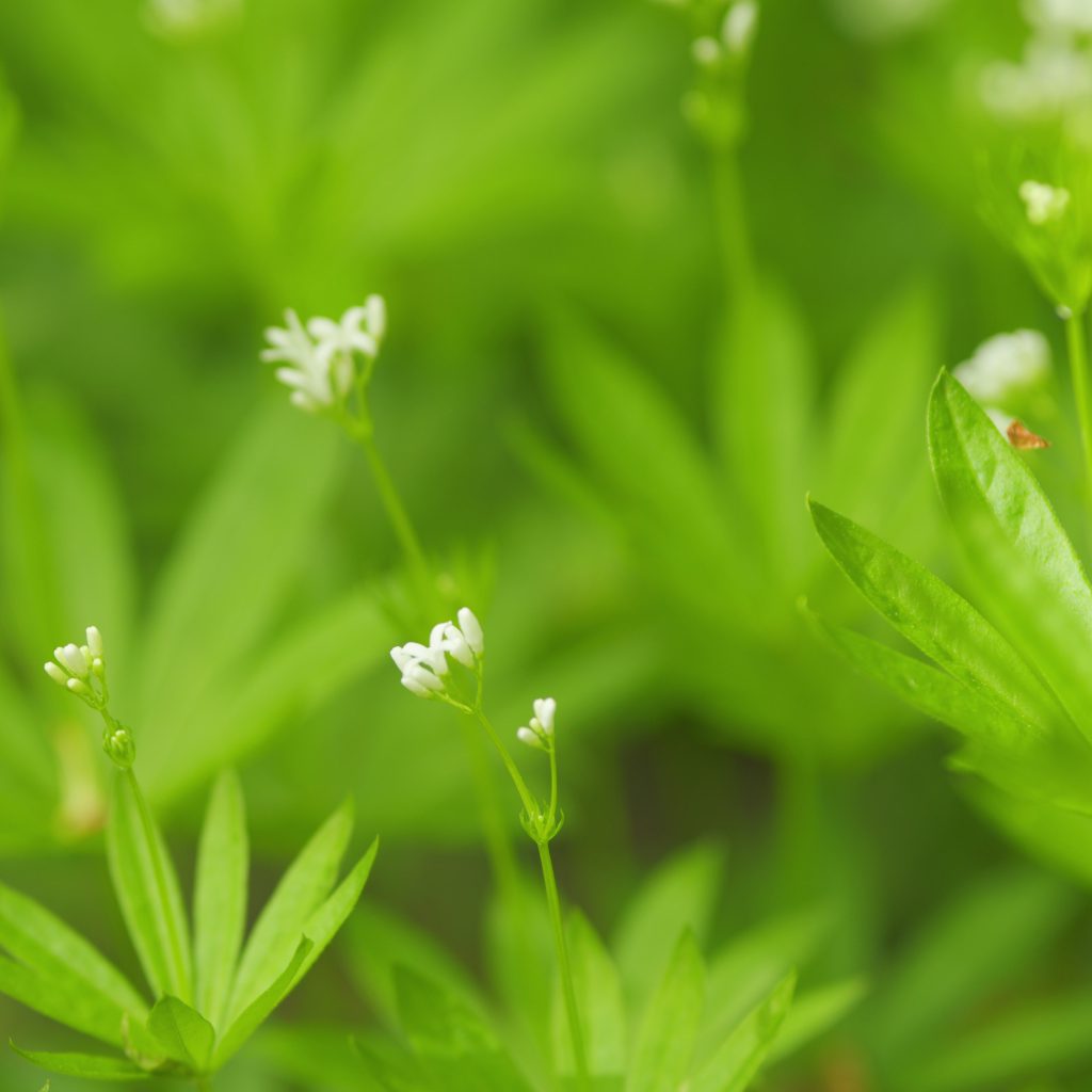 Simple and Easy Herb Growing – Sweet Woodruff