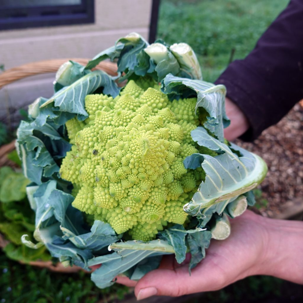 Romanesco: A Comprehensive Guide to Growing and Harvesting