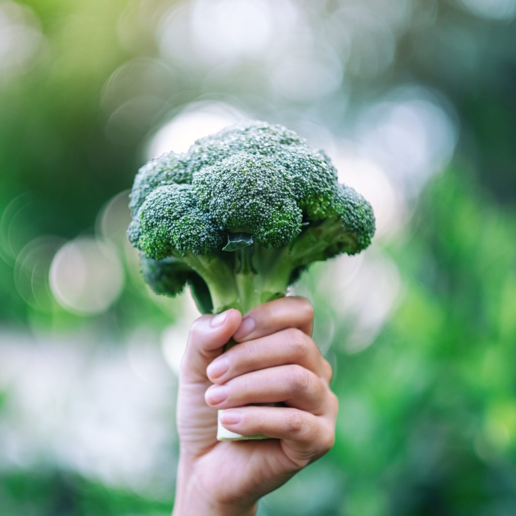 Broccoli: A Comprehensive Guide to Growing and Harvesting