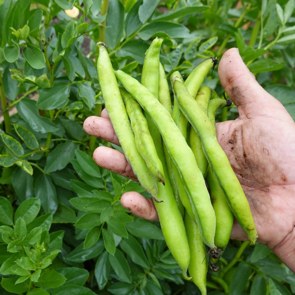 Broad Beans: A Comprehensive Guide to Growing and Harvesting